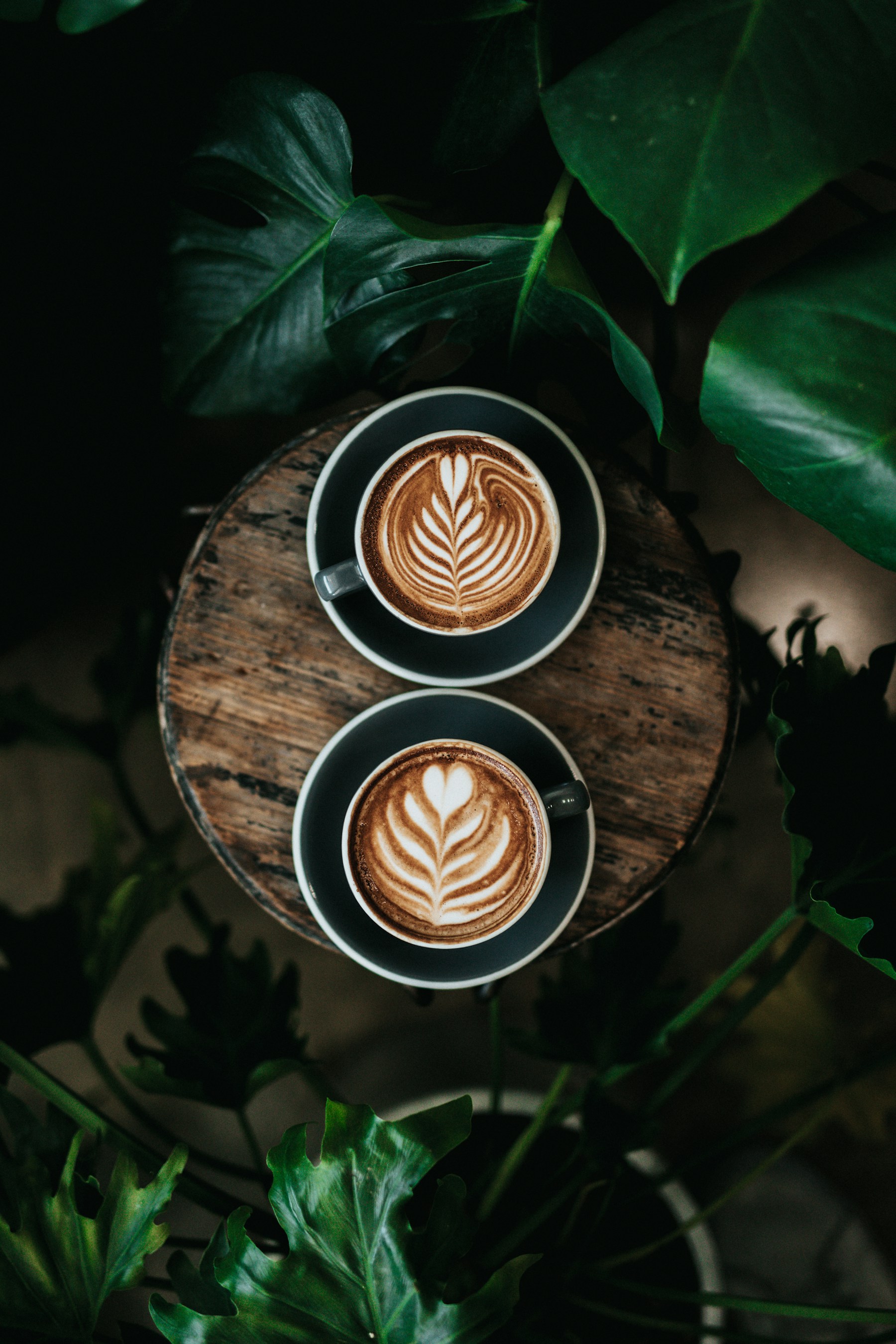 Two freshly made coffees with leaf-patterned latte art, surrounded by deep green foliage