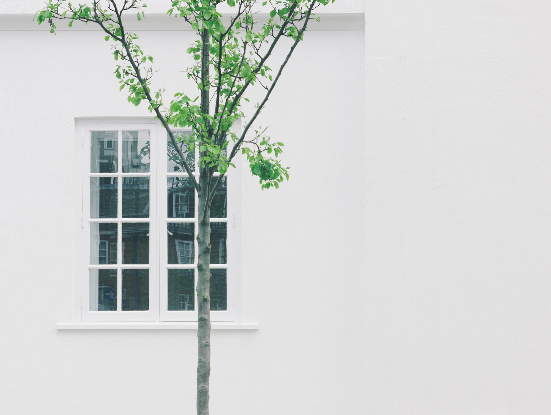 A leafy tree grows beside a white building, softening its straight edges.